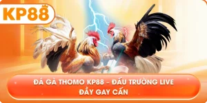 Đá Gà Thomo KP88 – Đấu trường live đầy gay cấn