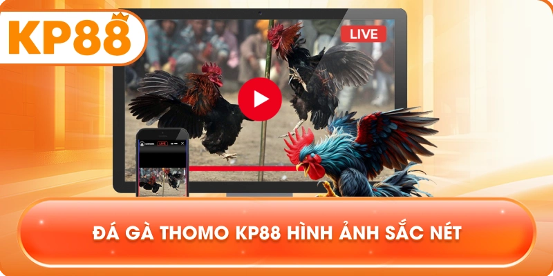 Đá Gà Thomo KP88 hình ảnh sắc nét