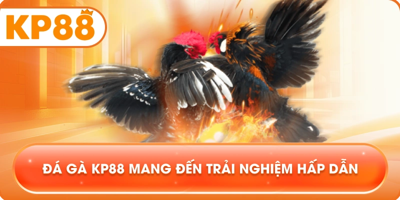 Đá Gà KP88 mang đến trải nghiệm hấp dẫn